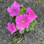 Flowers in the courtyard.