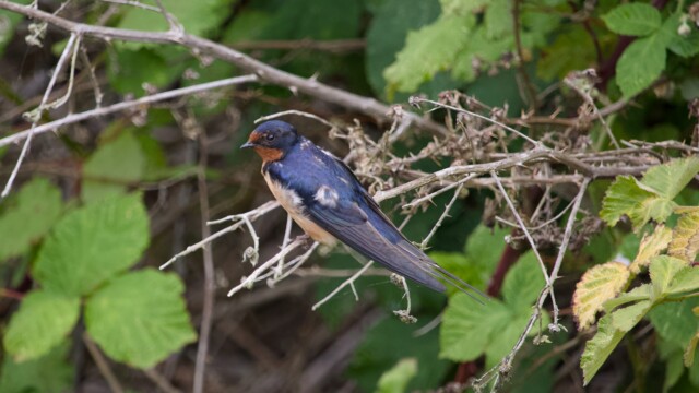 Barn swallow hanging out.