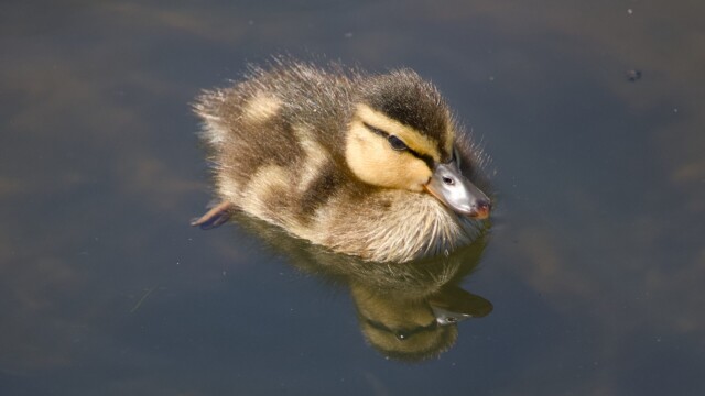 A baby duck.