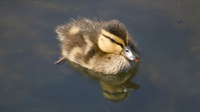 A baby duck.