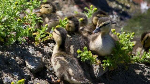 Ducklings.