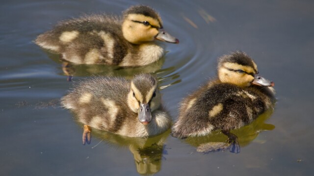 Ducklings on the move.
