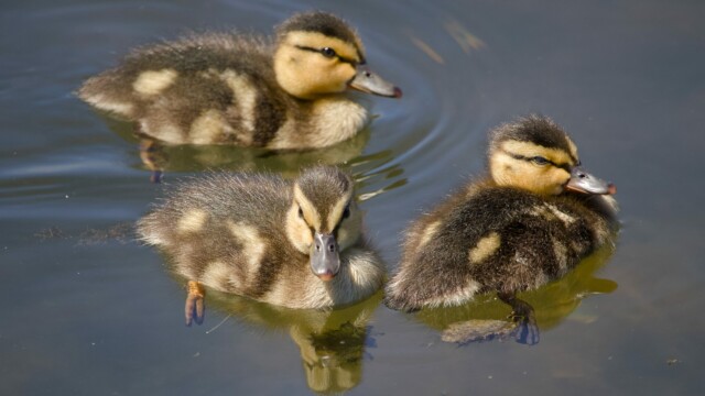 Ducklings on the move.