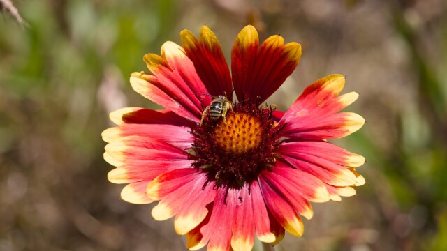 Bee on a wildflower.