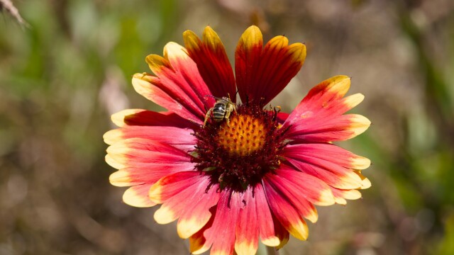 Bee on a wildflower.