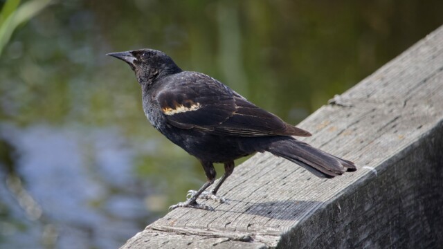 A blackbird ponders.