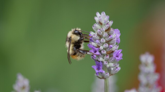 Bumblebee on a flower.