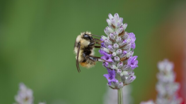 Bumblebee on a flower.