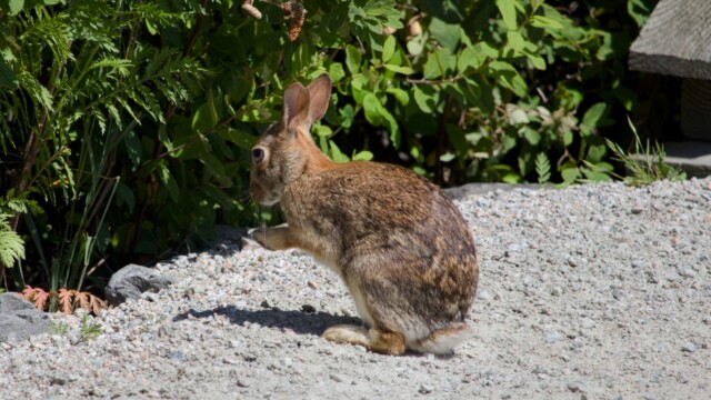 A bunny praying for carrots, perhaps.