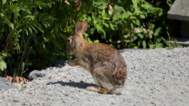 A bunny praying for carrots, perhaps.