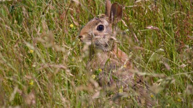 Bunny in the grass. It seemed relatively unperturbed by our presence.