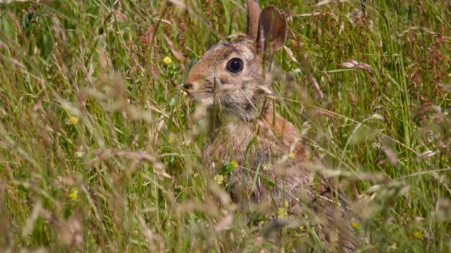 Bunny in the grass. It seemed relatively unperturbed by our presence.