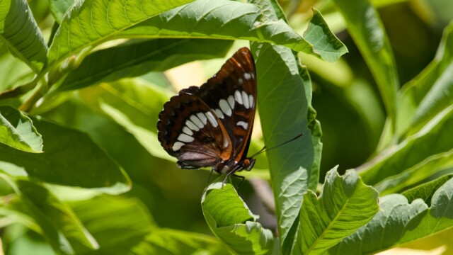 A butterfly of species "I'm too lazy to look up."