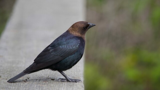 Cowbird on a rail.