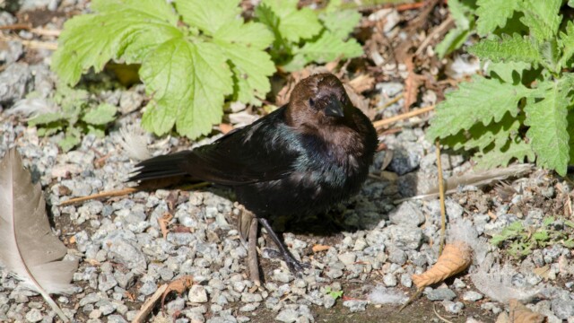 Cowbird shining in the sun.