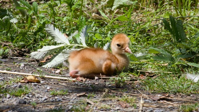 A week old Sandhill crane baby, looking fuzzy and adorable.