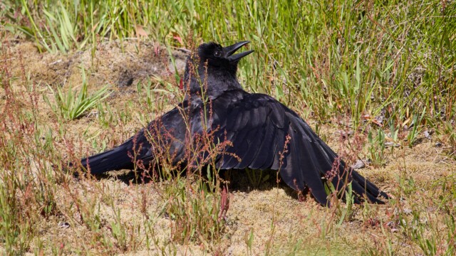 A crow beating the heat.