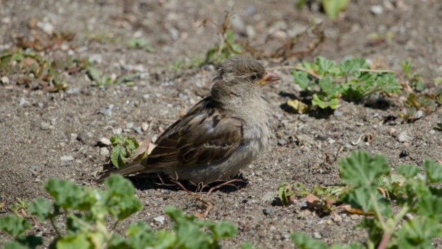 A house sparrow having a dirt bath.
