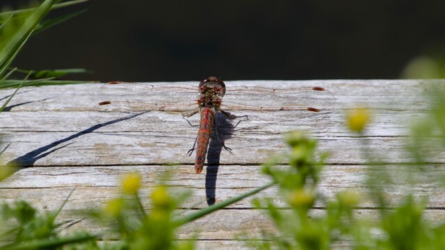 Dragonfly on wood.