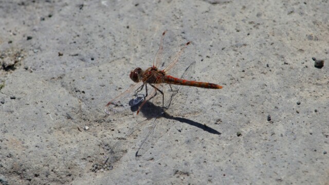 Dragonfly on dirt.