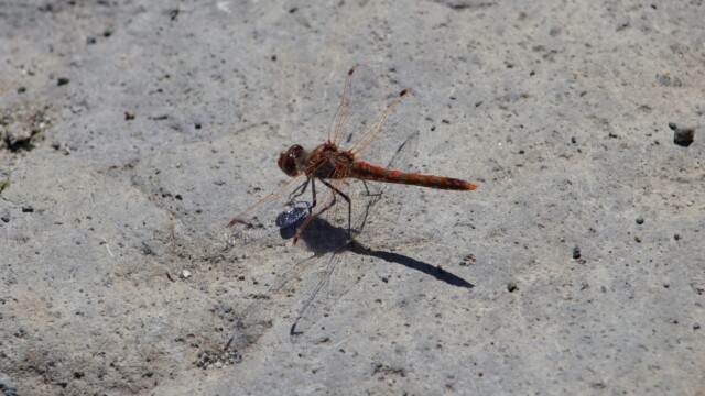 Dragonfly on dirt.