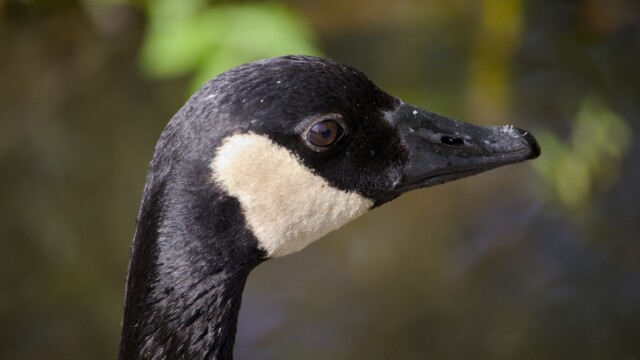 What lurks in the mind of a Canada goose?
