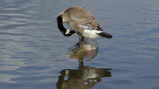 A Canada goose extreme grooming.