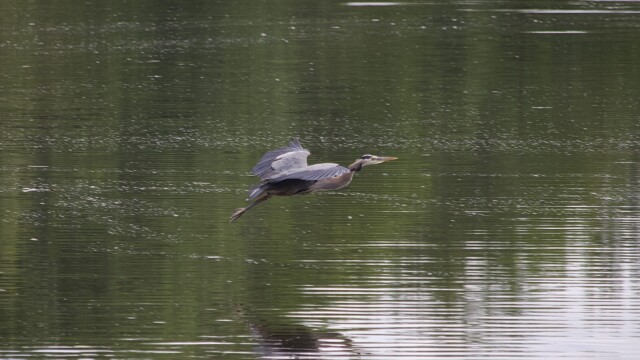A great blue heron flies low over a slough.
