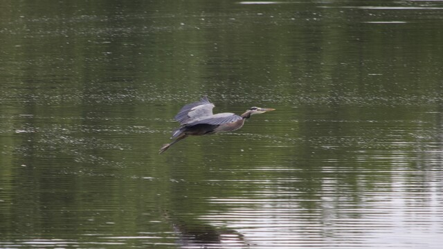 A great blue heron flies low over a slough.