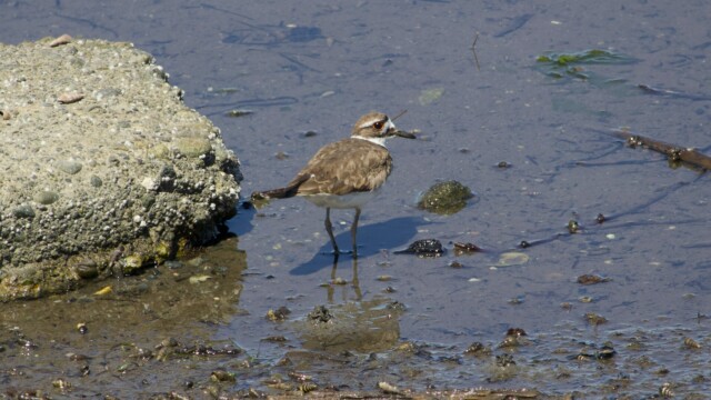 A killdeer exploring along the shoreline.