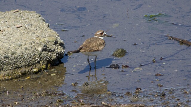 A killdeer exploring along the shoreline.