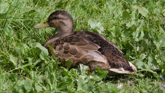 A mallard resting in the grass.
