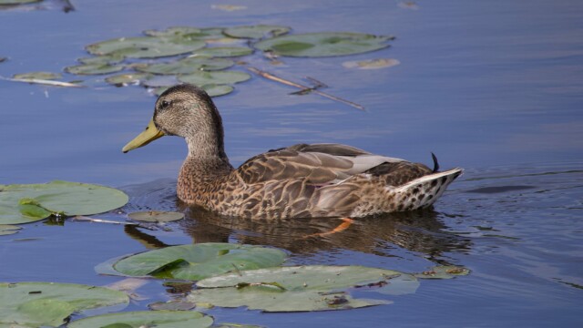 A mallard gliding off Piper Spit.