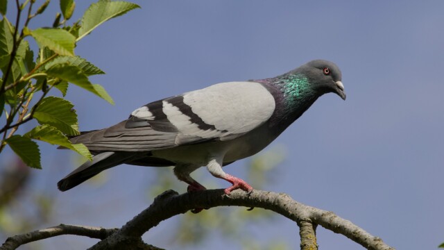 A pigeon observes activities from above.