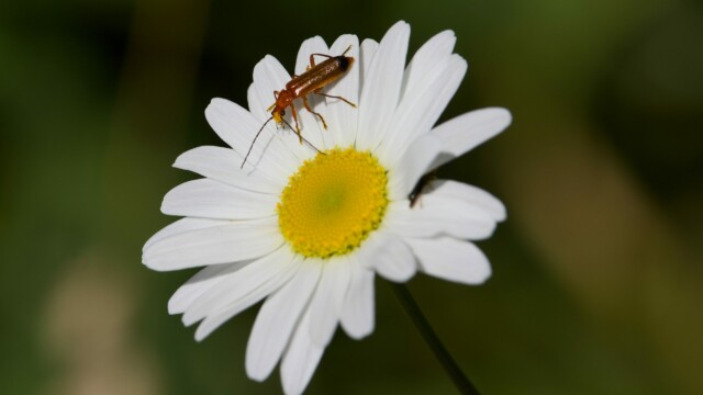 A red soldier beetle getting its pollen on.