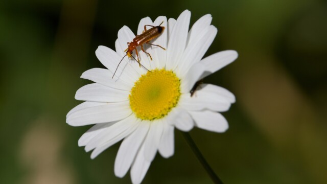 A red soldier beetle getting its pollen on.
