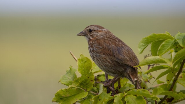 A song sparrow looking contemplative.