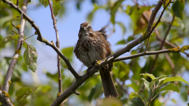 Song sparrow state.