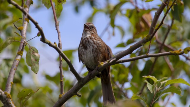 A song sparrow sings.