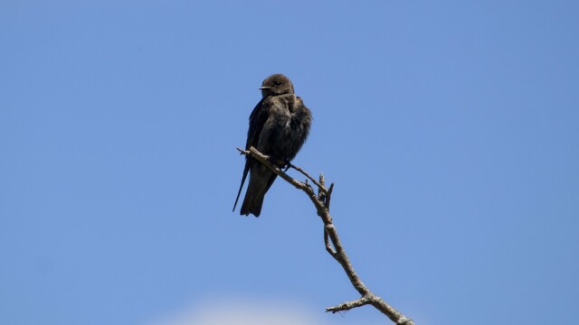 A mysterious sooty-coloured swallow.