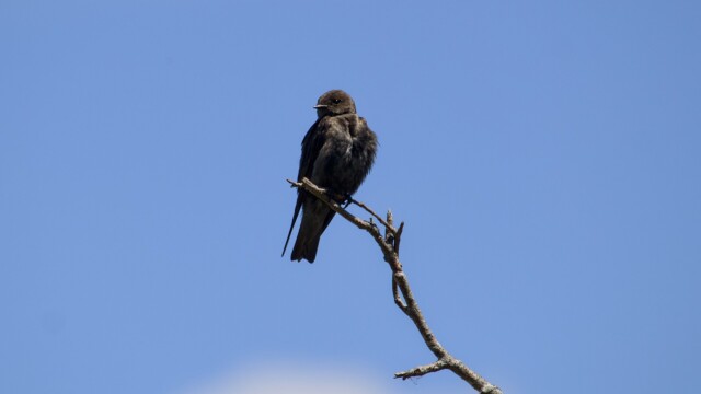 A mysterious sooty-coloured swallow.