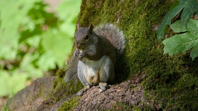 The lighting and scenery almost make this squirrel shot look like a diorama.