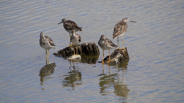 A gathering of greater yellowlegs at one of Reifel's larger outer ponds.
