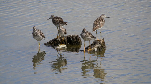 A gathering of greater yellowlegs at one of Reifel's larger outer ponds.
