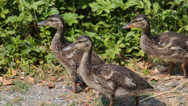 Three young ducks on the move.