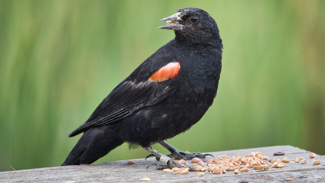 Blackbird lording over his stash of seed.