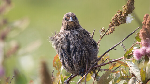"Who are you calling scruffy?"