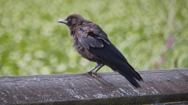 Ruffled crow at Piper Spit.