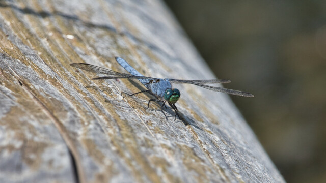 A blue dragonfly. Maybe a blue damsel? I am not a dragonflyologist.