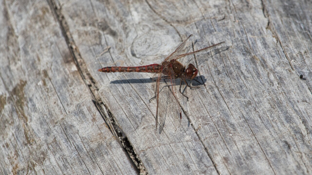 A red dragonfly.